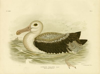 Silvery-Grey Petrel, 1891 by Gracius Broinowski